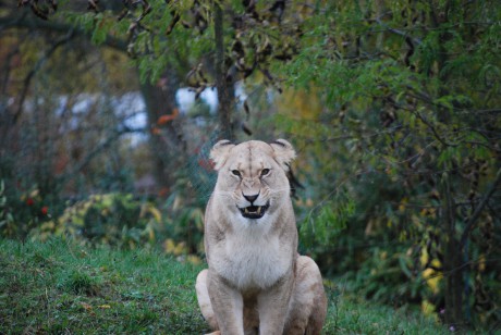DSC_0070.JPG