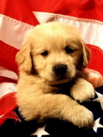 cane017lc[1].jpg